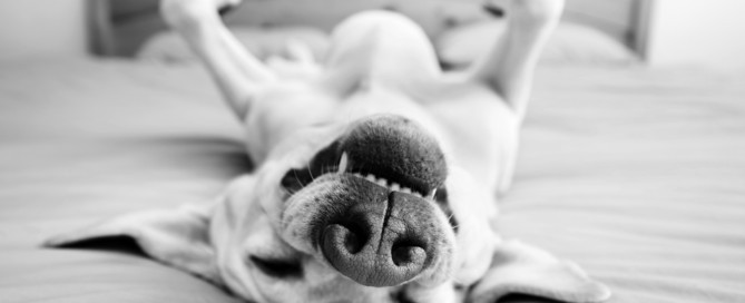 Entspannter Hund liegt auf dem Rücken, lächelnd und lockerliegend auf einem Bett.